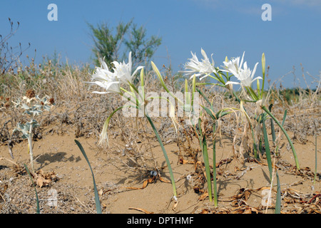 Meer Narzisse (Pancratium maritimum) in Blume am Strand in den vendicari Naturpark in Italien Stockfoto