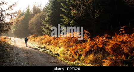 Herbstmorgen Sonnenschein, zu Fuß durch Kissock Wald an die Spitze der Lotus Hill in der Nähe von Loch Arthur, Beeswing, Galloway, Schottland Stockfoto