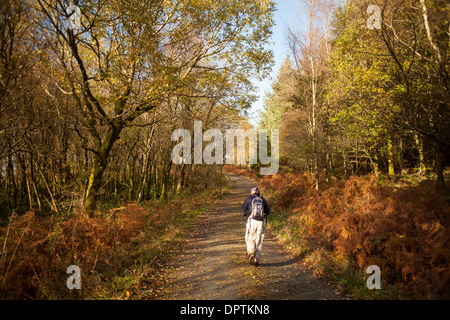 Herbstmorgen Sonnenschein, zu Fuß durch Kissock Wald an die Spitze der Lotus Hill in der Nähe von Loch Arthur, Beeswing, Galloway, Schottland Stockfoto