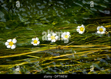 Die Blüten der Wasser Crowfoot wächst in den River Spey in Grantown auf Spey. Schottland. SCO 9228. Stockfoto