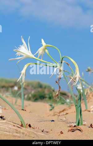 Meer Narzisse (Pancratium maritimum) in Blume am Strand in den vendicari Naturpark in Italien Stockfoto