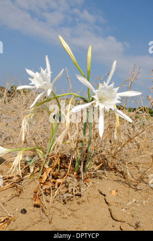 Meer daffodill (Pancratium maritimum), auf einer Düne, Naturschutzgebiet von Vendicari, Sizilien Stockfoto