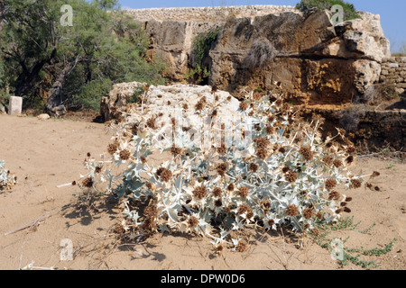 Das Meer Holly (eryngium maritimum) auf einer Düne in das Naturschutzgebiet von Vendicari, Sizilien Stockfoto