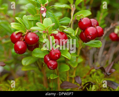 Preiselbeere wächst wild in den nativen Pinienwäldern der Strathspey, Inverness-Shire, Schottland.  SCO 9231 Stockfoto