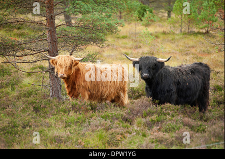 Traditionelle schottische Hochlandrinder in ihrem natürlichen Lebensraum, gemischt Heather festmachen und Kiefer-Wald.  SCO 9134 Stockfoto