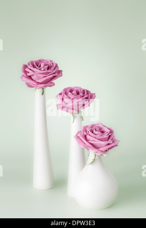 Drei Rosa Rosen Stockfoto