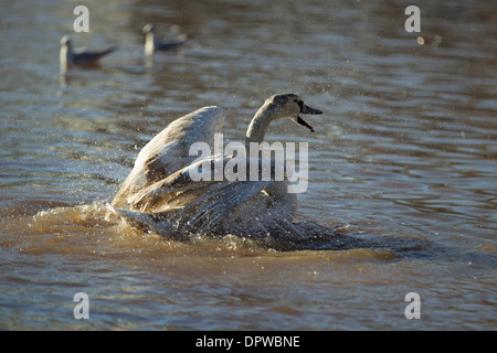 Schwäne auf dem Fluss Severn in Worcester, die nach starken Regenfällen, Worcestershire, 9. Januar 2014 sehr hoch ist Stockfoto