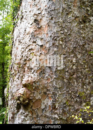 Nahaufnahme von einem seltenen, vom Aussterben bedrohte Kauri-Baum (Agathis Australis) aus einem kleinen Wäldchen in Northland, Neuseeland Stockfoto