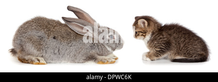 Freundschaft-Tiere und Haustiere. Kätzchen und Kaninchen im Studio isoliert auf weißem Hintergrund. Stockfoto