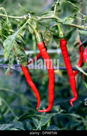 Rote Chilischoten wachsende Pflanze und bereit für die Kommissionierung Stockfoto