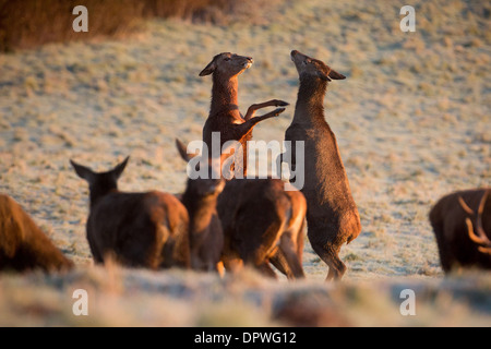 Zwei rote Rotwild haben einen Kampf während Beweidung in den Frost an Ashton Gericht, Bristol Stockfoto