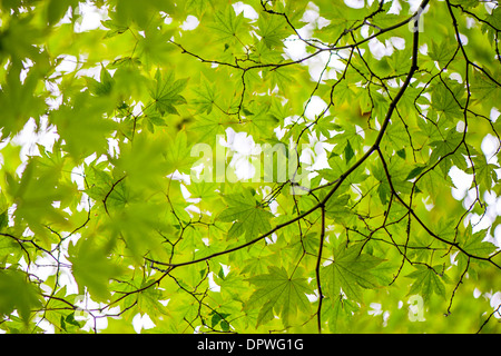 Lebendige grüne Ahornblätter Stockfoto