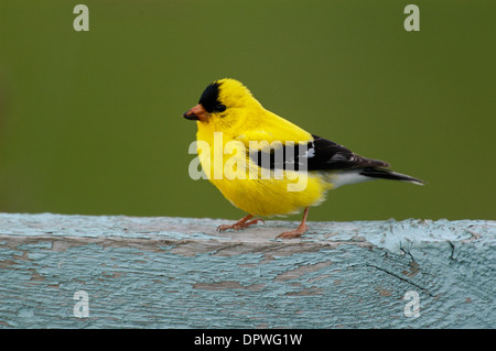 Amerikanische Stieglitz (Zuchtjahr Tristis) thront auf Zaun Stockfoto