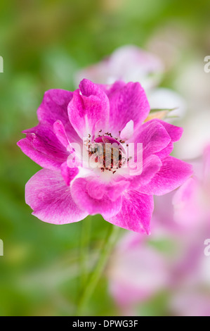 Floribunda Rose - Rosa "Brilliant Pink Iceberg" einzelne Blume Stockfoto