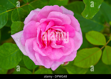 Nahaufnahme Bild einer einzigen rosa Rose - Rosa Gertrude Jekyll Stockfoto