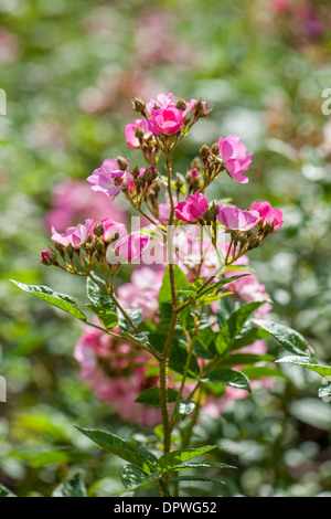 Floribunda Rose - Rosa "Brilliant Pink Iceberg" Stockfoto