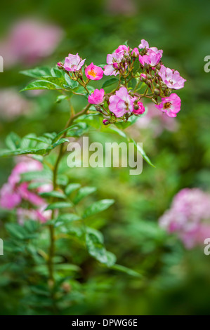 Floribunda Rose - Rosa "Brilliant Pink Iceberg" Stockfoto