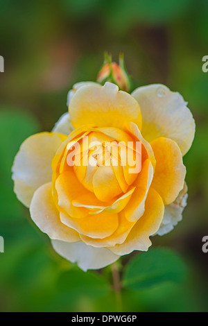 Nahaufnahme Bild eines einzigen Pfirsich farbigen Rosa Molineux Rose Stockfoto