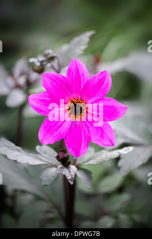 Nahaufnahme einer einzigen rosa Dahlie 'Magenta Star' Blume Stockfoto