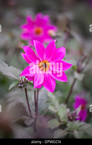 Nahaufnahme einer einzigen rosa Dahlie 'Magenta Star' Blume Stockfoto