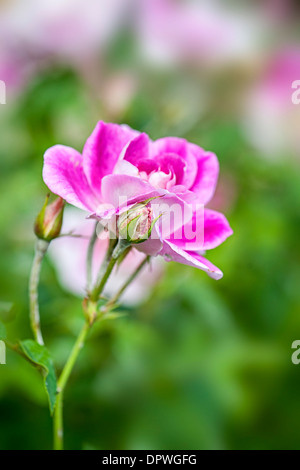 Floribunda Rose - Rosa "Brilliant Pink Iceberg" Stockfoto