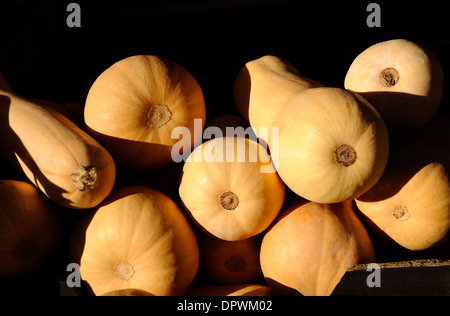 BUTTERNUT-KÜRBIS Stockfoto