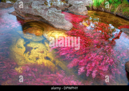 Farben bei Cano Cristales, Kolumbien Unterwasser Pflanzen (Macarenia Clarigera) endemisch auf kleinen Stream und Llano Bereich Bereich Stockfoto