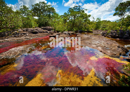 Farben bei Cano Cristales, Kolumbien Unterwasser Pflanzen (Macarenia Clarigera) endemisch auf kleinen Stream und Llano Bereich Bereich Stockfoto