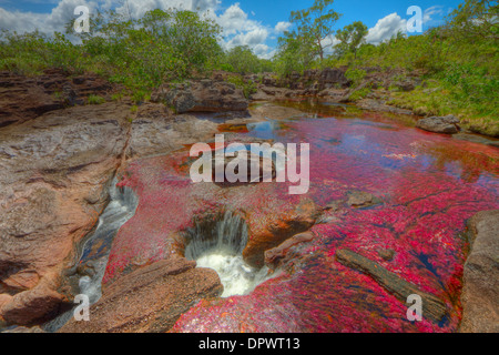 Farben bei Cano Cristales, Kolumbien Unterwasser Pflanzen (Macarenia Clarigera) endemisch auf kleinen Stream und Llano Bereich Bereich Stockfoto