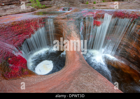 Wasserfall und pflanzlichen Farben im Cano Cristales Kolumbien Unterwasser Pflanzen Macarenia Clarigera endemisch in kleinen Bach Llano Bereich Stockfoto