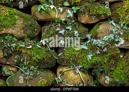 Moos und Efeu wächst auf einer Trockenmauer Stockfoto