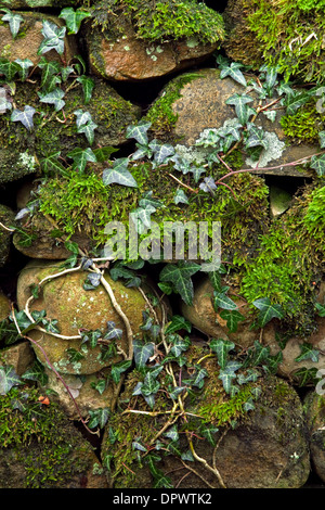 Moos und Efeu wächst auf einer Trockenmauer Stockfoto