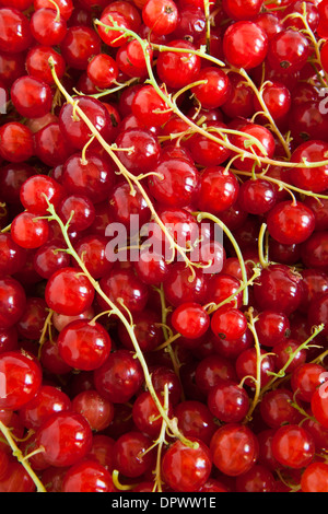 Eine Nahaufnahme Foto von frisch gepflückten Johannisbeeren Stockfoto