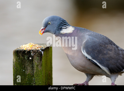 Ringeltaube Abholung Korn einspurig Schnabel von der Spitze von einem hölzernen Pfosten. Stockfoto