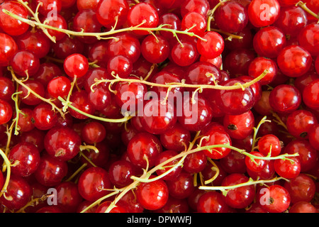 Eine Nahaufnahme Foto von frisch gepflückten Johannisbeeren Stockfoto