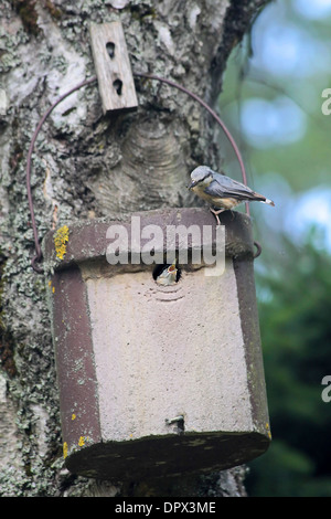 Vogelhaus mit jungen Kleiber Vogel immer füttern Stockfoto