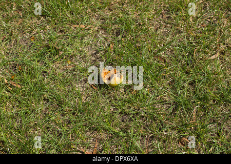 Verfallende Apfel auf Rasen Stockfoto