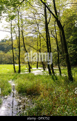 Feuchtgebiete im Nationalpark Jasmund, Rügen, Deutschland Stockfoto