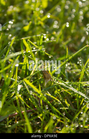 Schlafende Löwenzahn Stockfoto