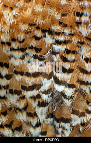 Vogel Federn Closeup Hintergrund. Vögel-Sammlung. Stockfoto