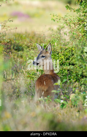 Reh (Capreolus Capreolus), junge männliche stehen in einem Gebüsch und über seine Schulter, in der Nähe von Corfe Castle, Dorset. Stockfoto