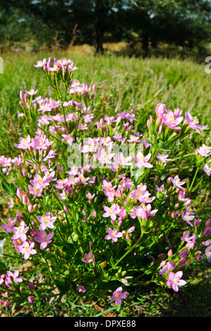 Gemeinsamen Tausendgüldenkraut (Centaurium Saccharopolyspora), blühende Büschel wachsen auf einer Wiese bei Arne in Dorset. August. Stockfoto