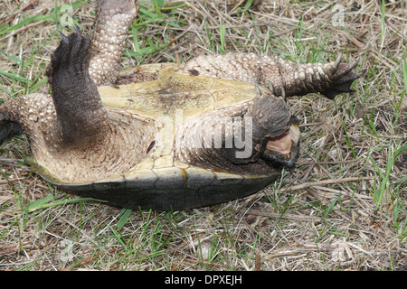 Die Schnappschildkröte ist die größte Süßwasser Schildkröte in Kanada gefunden. In den Trockenrasen in der Nähe ein sumpfiges Gebiet gefunden. Stockfoto