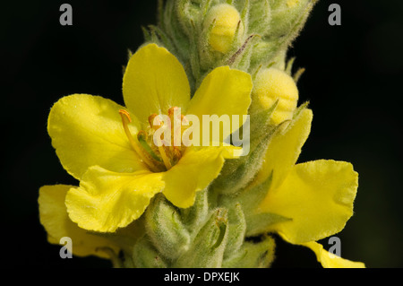 Große Königskerze (Verbascum Thrapsus), close-up auf einer einzelnen Blume wächst mit Arne in Dorset. August. Stockfoto