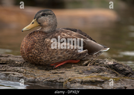 Stockente weiblich, Anas Platyrhynchus, New York, Cayuga lake Stockfoto