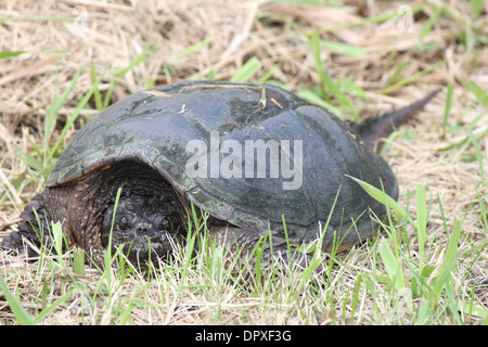 Die Schnappschildkröte ist die größte Süßwasser Schildkröte in Kanada gefunden. In den Trockenrasen in der Nähe ein sumpfiges Gebiet gefunden. Stockfoto