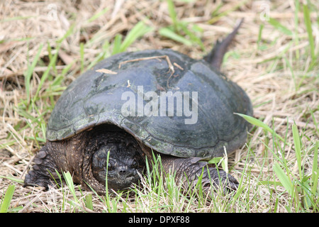 Die Schnappschildkröte ist die größte Süßwasser Schildkröte in Kanada gefunden. In den Trockenrasen in der Nähe ein sumpfiges Gebiet gefunden. Stockfoto