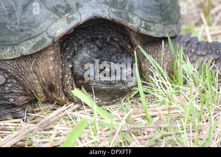 Die Schnappschildkröte ist die größte Süßwasser Schildkröte in Kanada gefunden. In den Trockenrasen in der Nähe ein sumpfiges Gebiet gefunden. Stockfoto