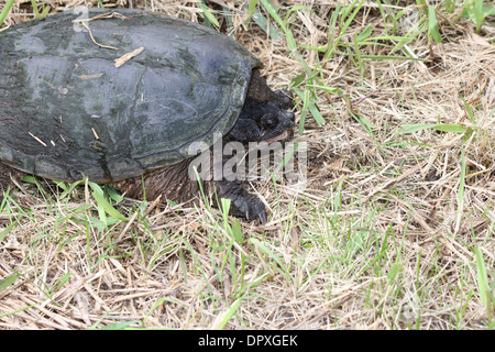 Die Schnappschildkröte ist die größte Süßwasser Schildkröte in Kanada gefunden. In den Trockenrasen in der Nähe ein sumpfiges Gebiet gefunden. Stockfoto