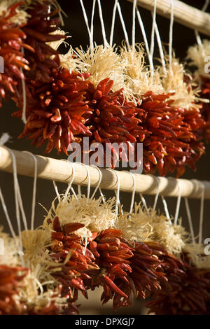 22. März 2009 hängen - Santa Fe, New Mexico, USA - Ristras von getrockneten Paprika in einem Markt in der Stadt Santa Fe. Die Gemeinde von Santa Fe, New Mexico ist ein Reiseziel für Touristen mit seinen Geschäften, Restaurants und Kunstgalerien geworden. (Kredit-Bild: © Ralph Lauer/ZUMApress.com) Stockfoto